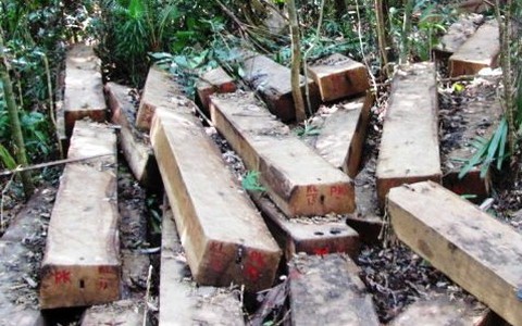 Tạm đình chỉ phó công an xã bán gỗ cho lâm tặc