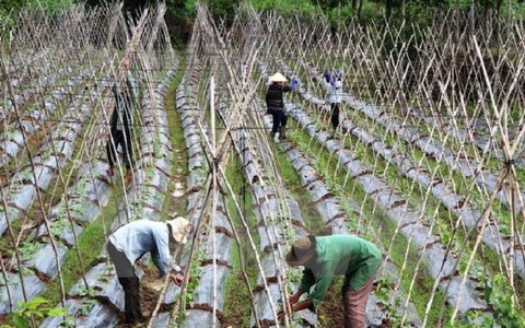 Diện tích rau an toàn trong cả nước mới chỉ chiếm dưới 10%
