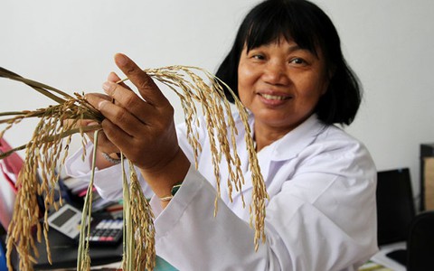 Lúa ma huyền thoại - Kỳ 5: Chuyện ở nhà lưới số 5