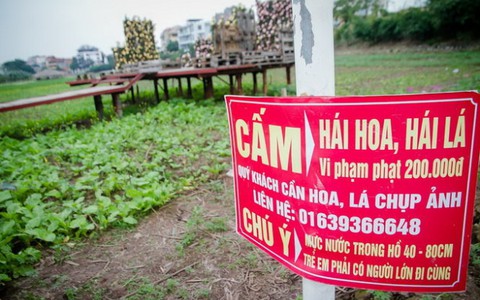 Cánh đồng hoa tan tác, dập nát dưới gót giày