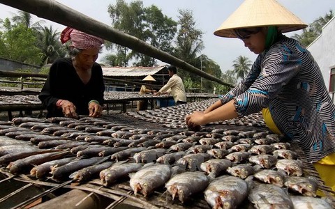 ​Nghề làm cá khô bổi ở Cà Mau - đầu tư nhỏ nhưng lãi to