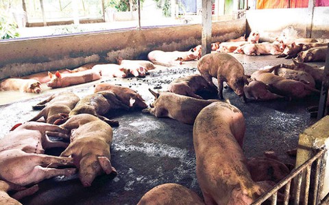 Phát hiện một công ty dược nhập số lượng lớn chất tạo nạc