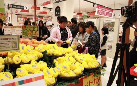Đồng Nai phát triển xoài Cát Chu xuất sang Nhật