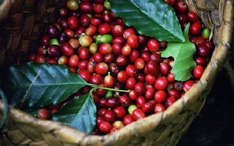 Niên vụ cà phê 2015-2016: Còn nhiều thách thức
