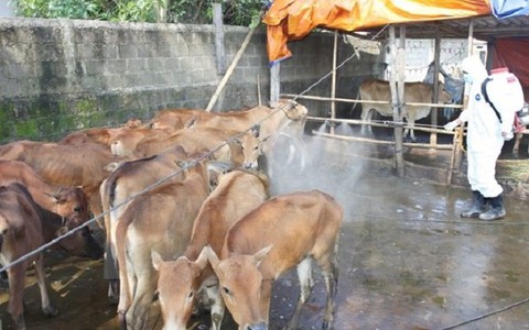 Xuất cấp vắc xin, hóa chất sát trùng cho 2 tỉnh