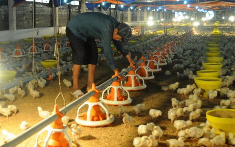 Làm ăn kiểu may rủi