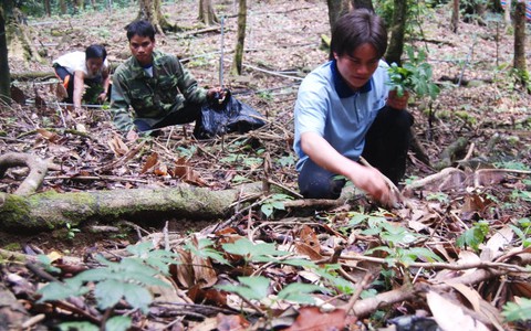 Trại sâm giống Tắk Ngo