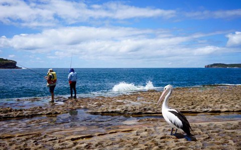 Sydney mùa cuối năm