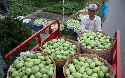 Hơn 20 tấn xoài cát chu vào Nhật