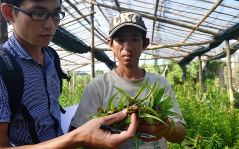 Nhổ bỏ hàng nghìn cây hoa lily do thối ngọn