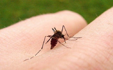 ​Brazil cho phép sử dụng vắc xin phòng virus sốt xuất huyết