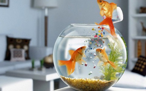 3 lưu ý khi đặt bể cá trong phòng làm việc