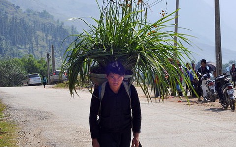 Lan về phố