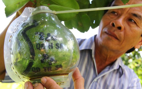 400 trái bưởi “Biển đảo quê hương” bán ra dịp tết
