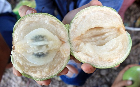 Ngọt ngào mùa vú sữa bơ Đồng Tháp