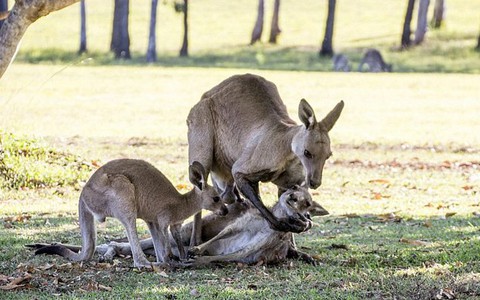 ​Bức ảnh tình mẫu tử của kangaroo gây xúc động