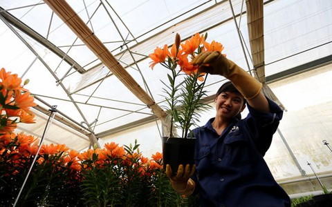 Hoa công nghệ cao đẹp ngỡ ngàng đón tết