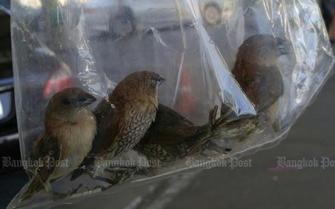 ​Người Thái phẫn nộ chuyện nhốt chim trong túi nilon bán phóng sinh