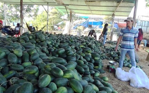 Nông dân làm nhiều, thu không được
bao nhiêu
