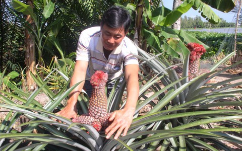 Tạo dáng trái cây chưng tết