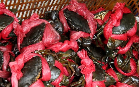 Người Trung Quốc “đội lốt” du khách thu mua thủy sản