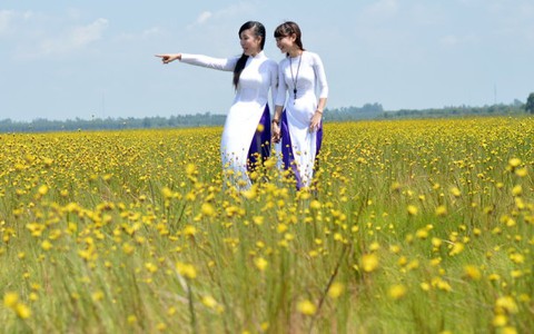 Mê đắm cánh đồng hoa hoàng đầu ấn