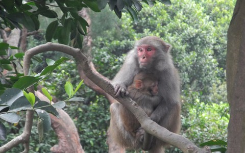 Khỉ hi sinh vì y học