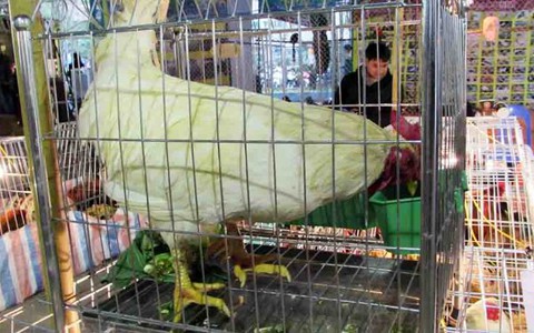 Gà chín cựa quý hiếm giá 15 triệu đồng