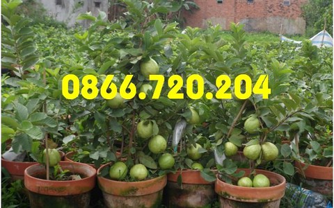​Trồng ổi siêu trái giảm giá 50% cho khách hàng quen