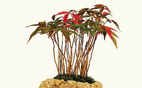 Từ Air bonsai nghĩ về hoa tết Việt