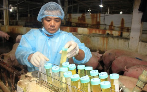 Heo sạch VietGAP bị vạ lây vì heo thương lái dính chất cấm