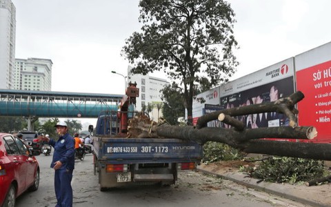 Điểm tin: Hà Nội cử cán bộ “du học” quản lý cây xanh