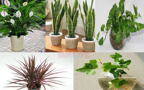 5 cây phong thủy hút độc chất trong nhà bạn