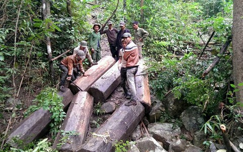 14 lãnh đạo, cán bộ kiểm lâm Gia Lai bị kỷ luật