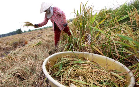 Khoảng 500.000ha lúa xuống giống trễ do hạn mặn