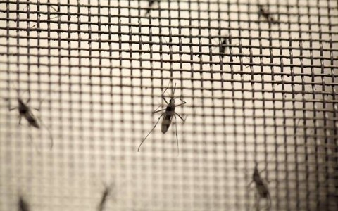 Hàn Quốc ghi nhận ca nhiễm virút Zika đầu tiên