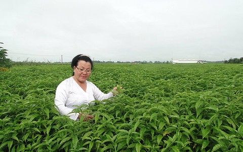 Cây Hoàn Ngọc hỗ trợ điều trị các bệnh viêm nhiễm