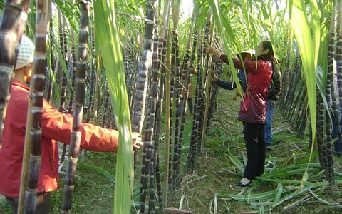 ​Hạn, mặn làm “cạn” mía nguyên liệu