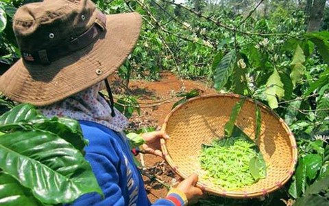 Mùa săn sâu muồng ở cực bắc Tây nguyên