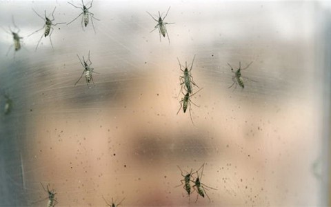 Diệt lăng quăng mới ngăn từ gốc sốt xuất huyết, Zika