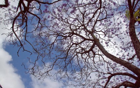 Đà Lạt, mùa phượng tím đang về...