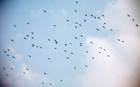 Hàng nghìn con Cò Nhạn di trú về Điện Biên