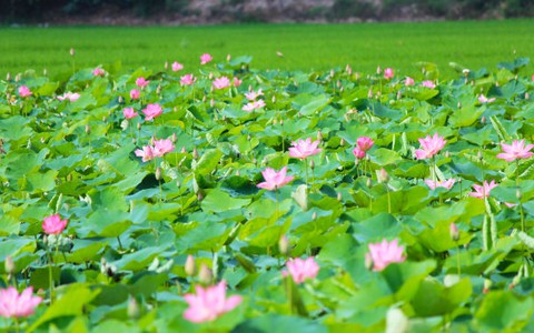 Đẹp ngỡ ngàng đồng sen Tháp Mười