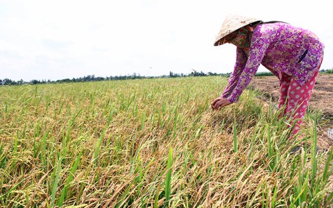 220.000ha lúa bị ảnh hưởng hạn, mặn