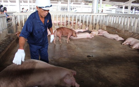 Thực phẩm bẩn: Lãnh đạo địa phương phải chịu trách nhiệm