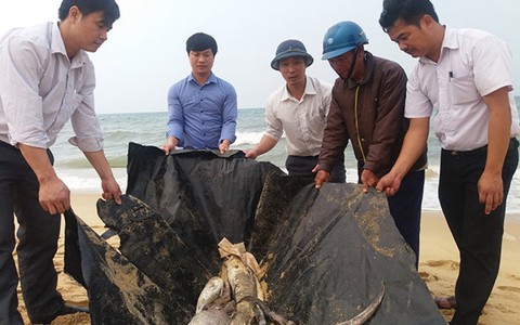 Làm sạch bờ cát ven biển Quảng Bình
