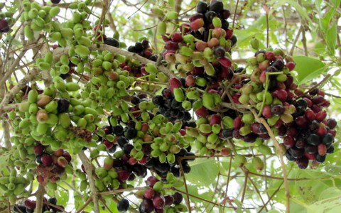 Ngẩn ngơ mùa trâm chín núi Tô