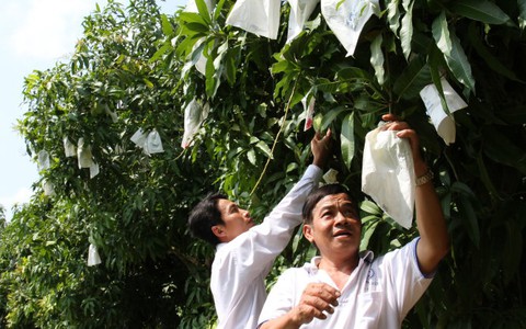 Nông dân lao đao vì thông tin thất thiệt