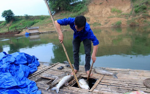 Kiến nghị dừng hoạt động nhà máy mía đường làm cá chết