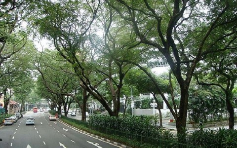 Danh mục cây xanh khuyến khích, hạn chế và cấm trồng